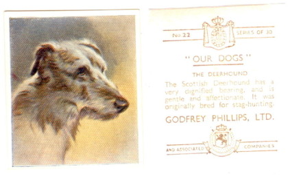 Godfrey Phillips “Our Dogs” 1939 11 The Labrador No 